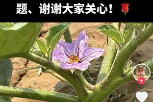 稳定发挥！斯科蒂-巴恩斯最近9场比赛场均24.1分10篮板7.1助攻